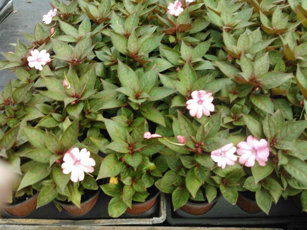 impatiens-sunpatiens-assorted
