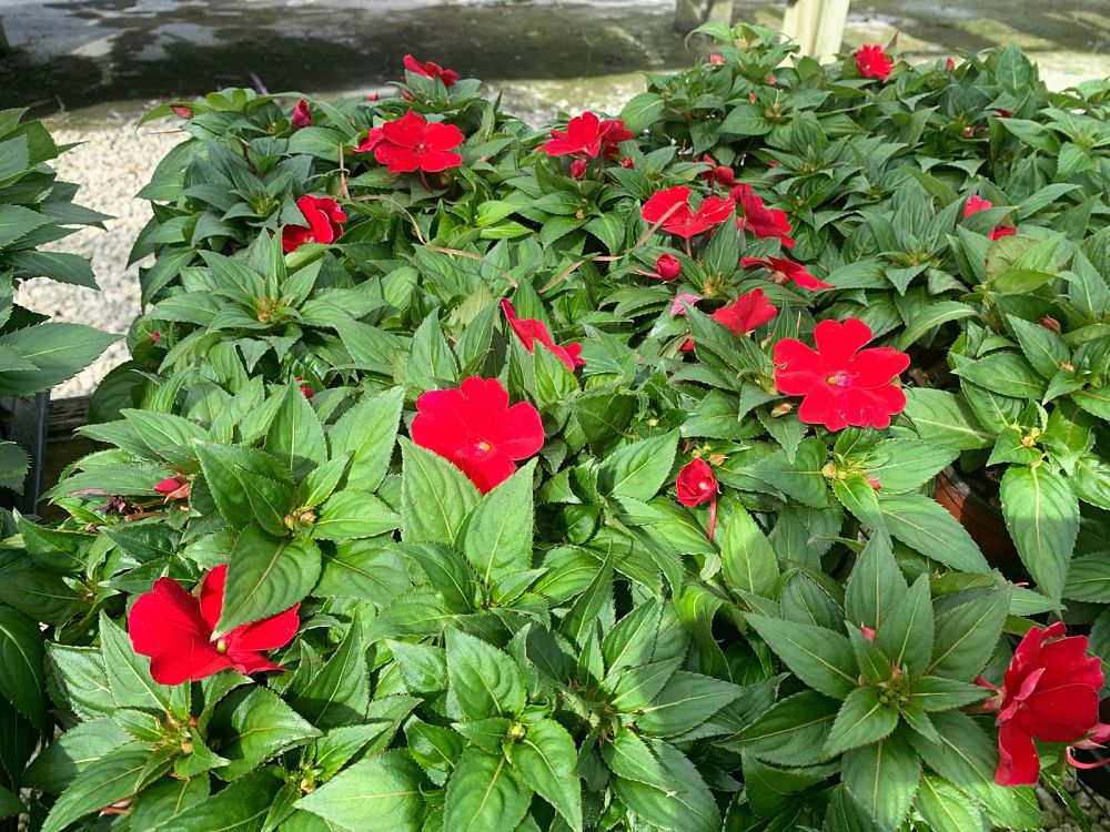 impatiens-sunpatiens-assorted