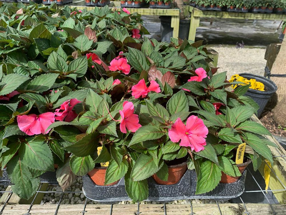 impatiens-sunpatiens-assorted