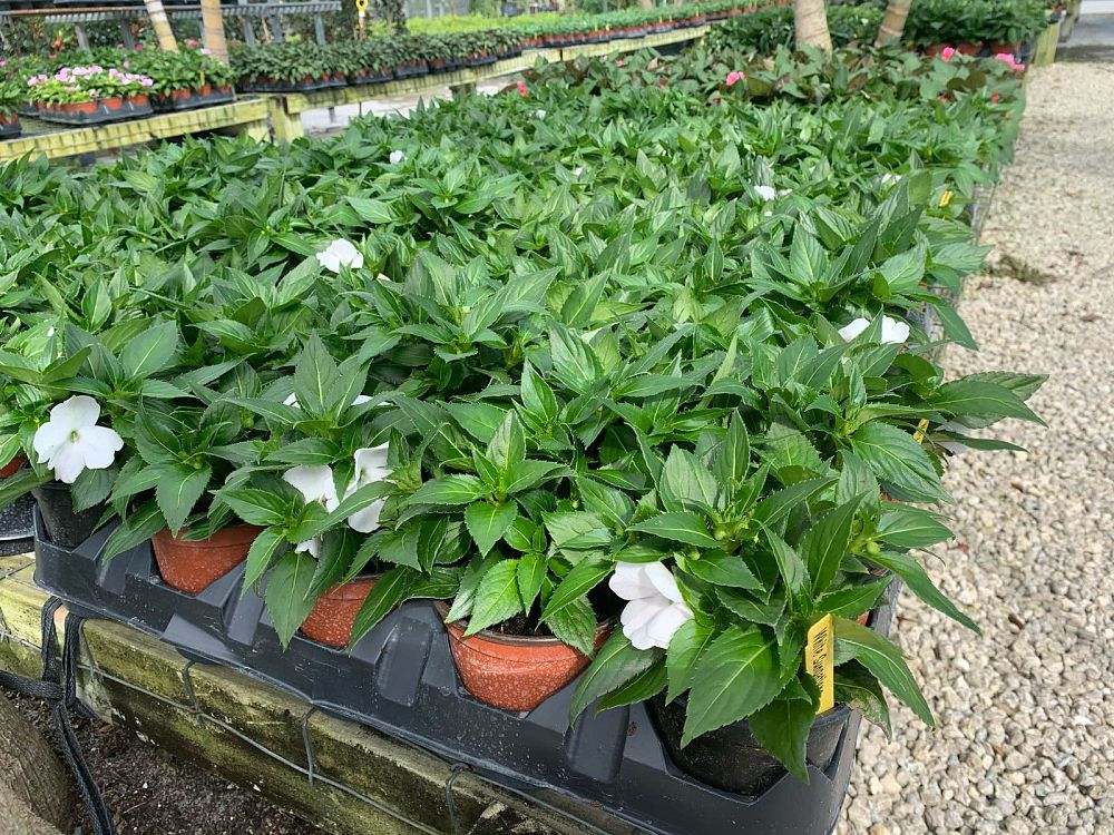 impatiens-sunpatiens-assorted