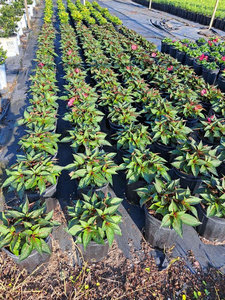 impatiens-sunpatiens-assorted