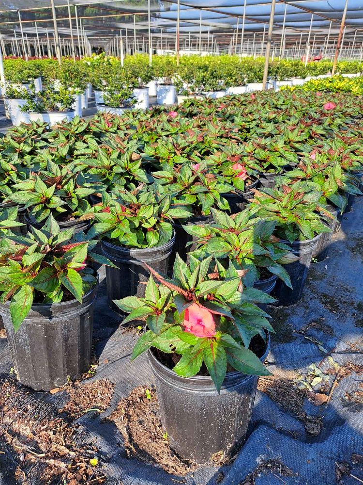 impatiens-sunpatiens-assorted