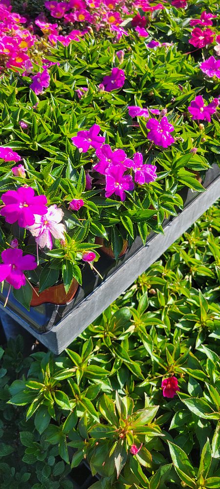 impatiens-sunpatiens-assorted