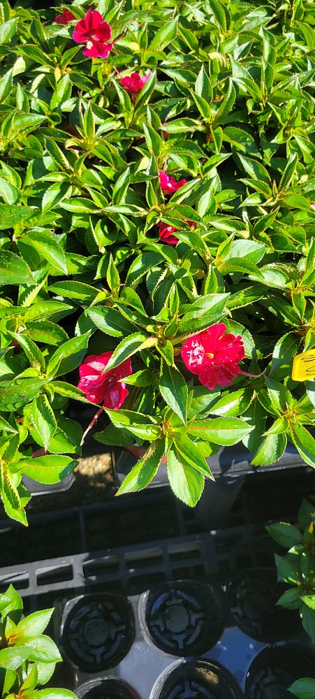 impatiens-sunpatiens-assorted
