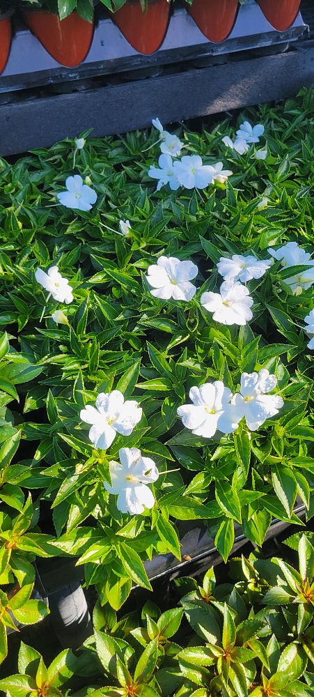 impatiens-sunpatiens-assorted
