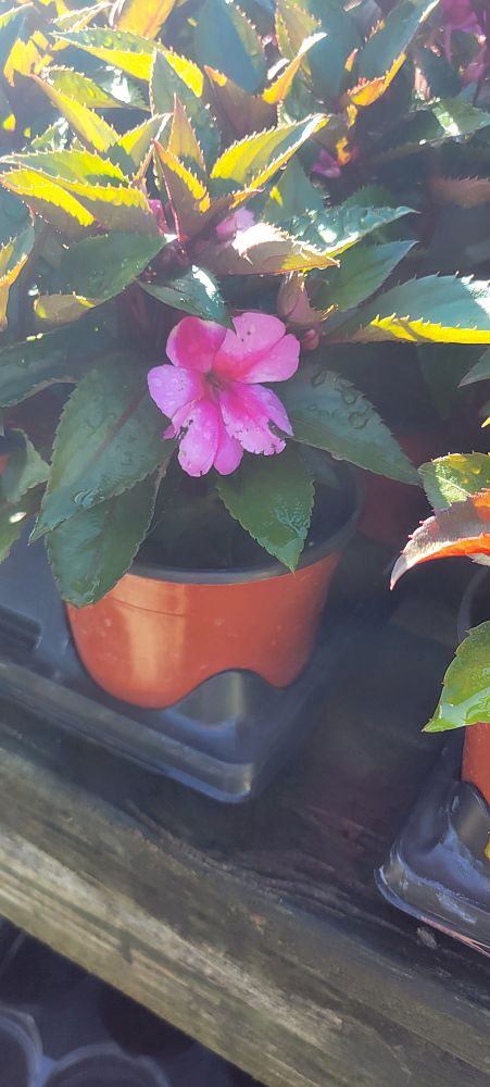 impatiens-sunpatiens-assorted