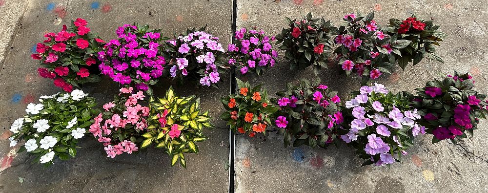 impatiens-sunpatiens-assorted