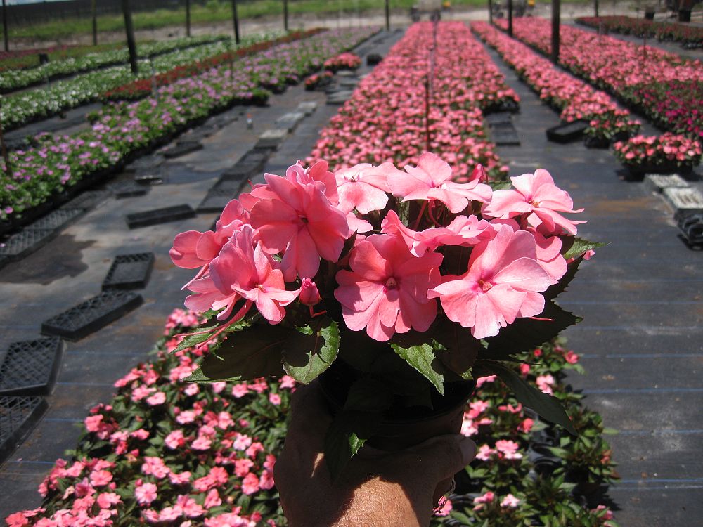 impatiens-sunpatiens-compact-coral-pink