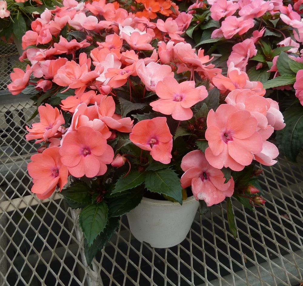 impatiens-sunpatiens-compact-coral-pink