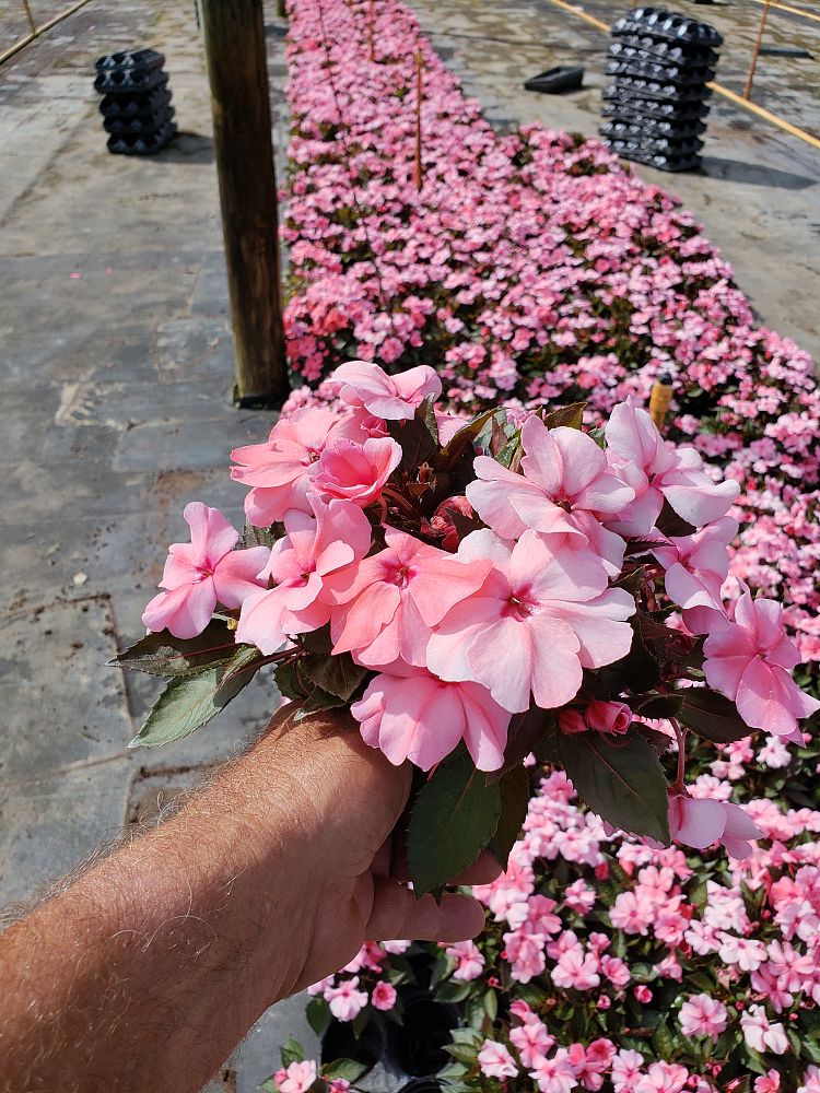 impatiens-sunpatiens-compact-coral-pink