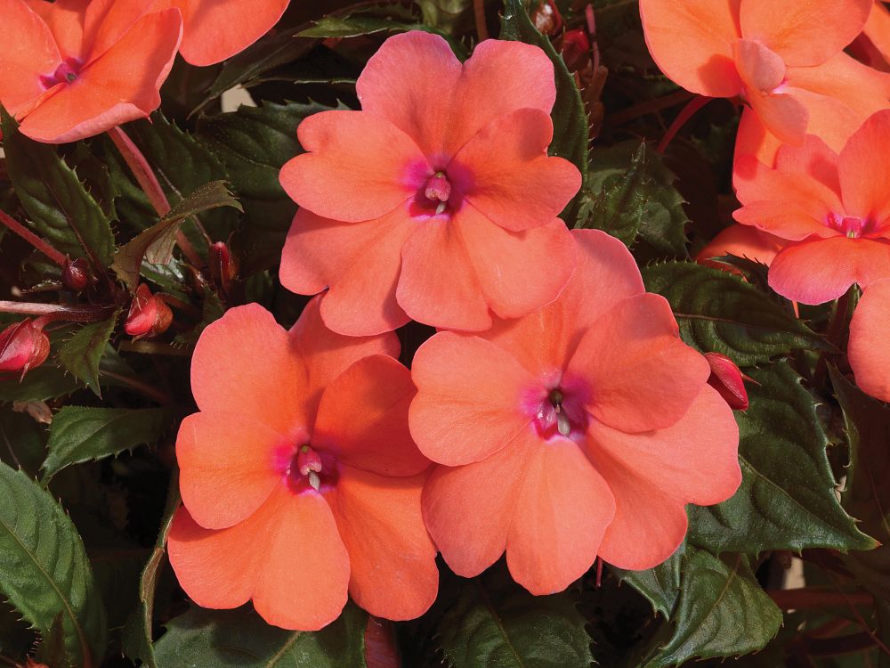 impatiens-sunpatiens-compact-coral-pink