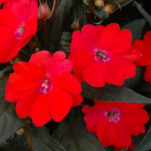 impatiens-sunpatiens-deep-red