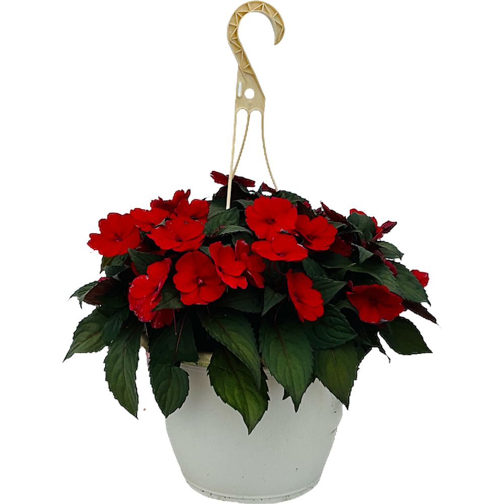 impatiens-sunpatiens-deep-red