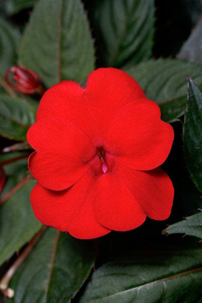 impatiens-sunpatiens-deep-red