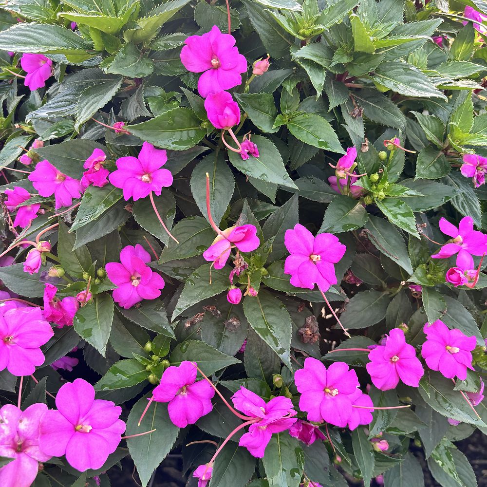 impatiens-sunpatiens-purple