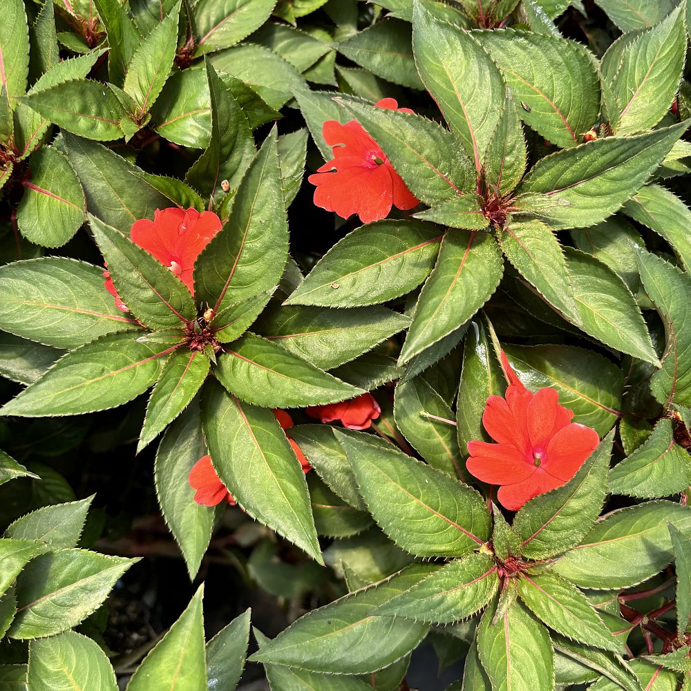 impatiens-sunstanding-orange-aurora-new-guinea-impatiens
