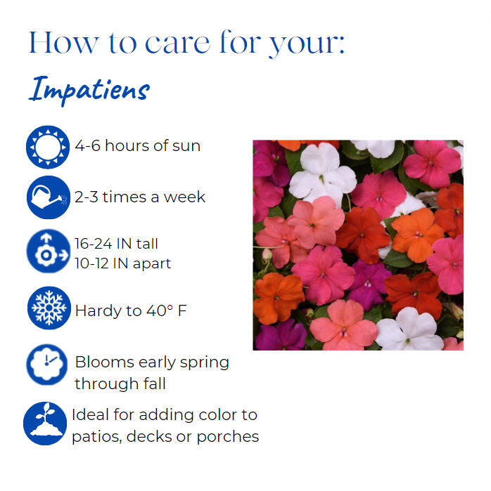 impatiens-walleriana-xtreme-rose-busy-lizzy