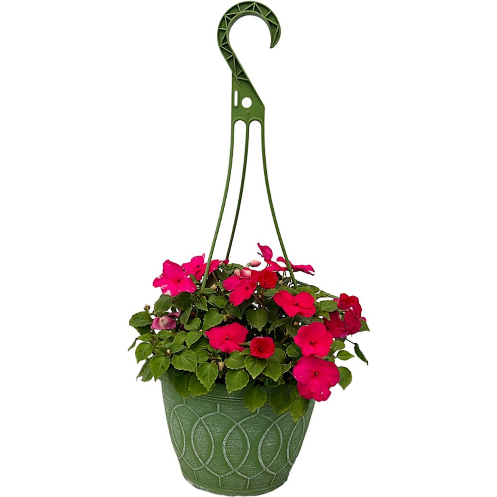 impatiens-walleriana-xtreme-rose-busy-lizzy