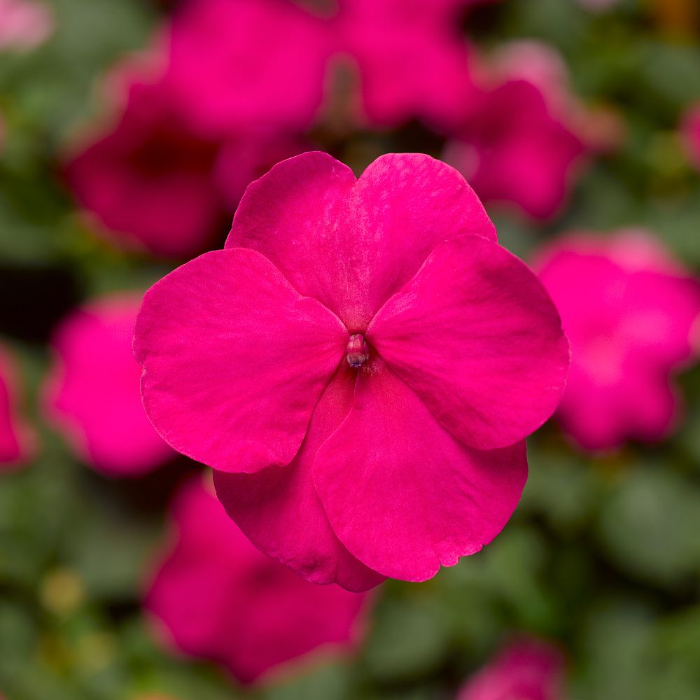 impatiens-walleriana-xtreme-rose-busy-lizzy