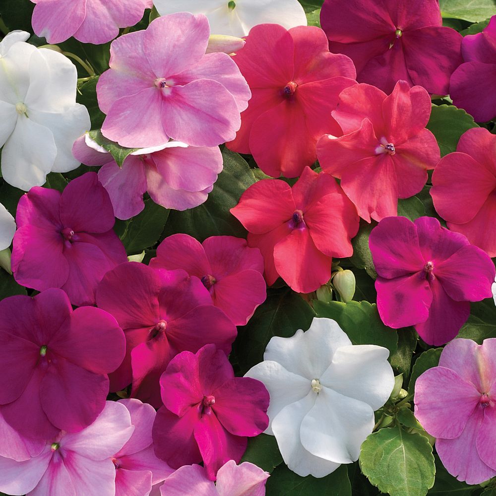 impatiens-walleriana-xtreme-rosy-mix-busy-lizzy