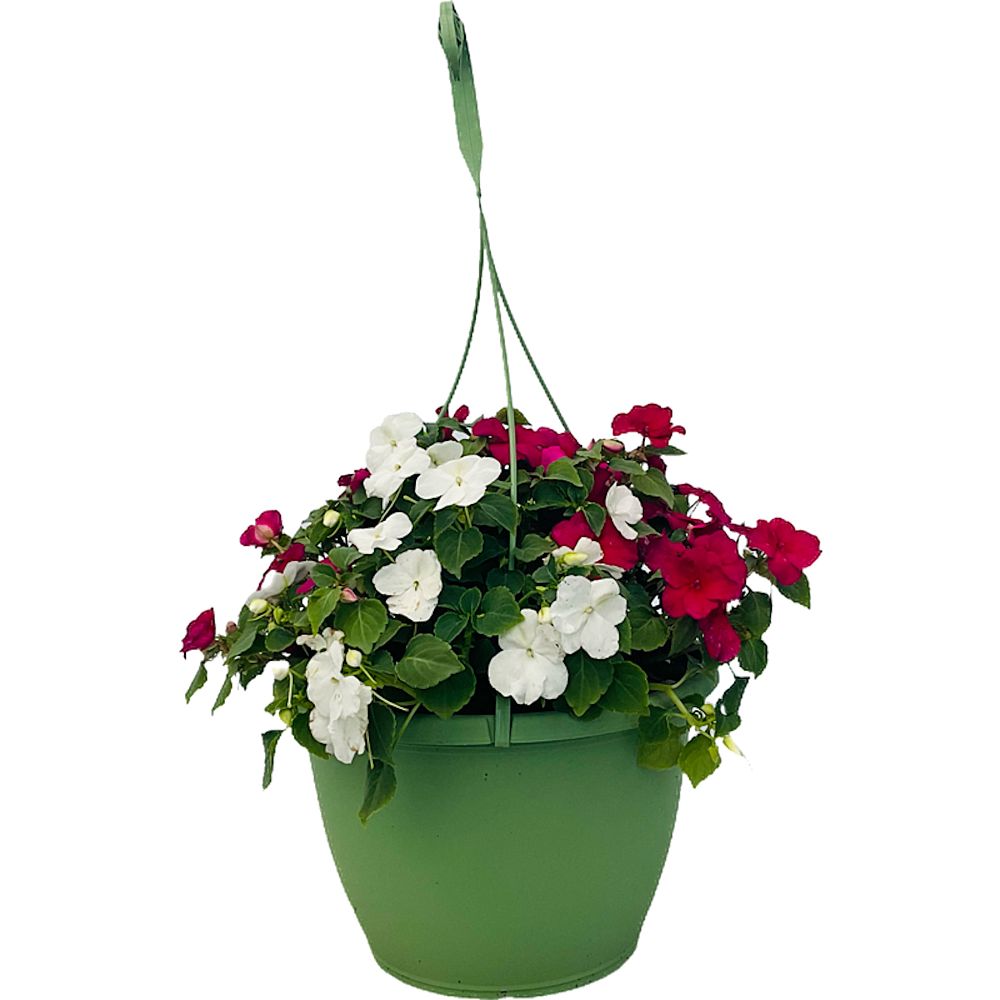 impatiens-walleriana-xtreme-rosy-mix-busy-lizzy
