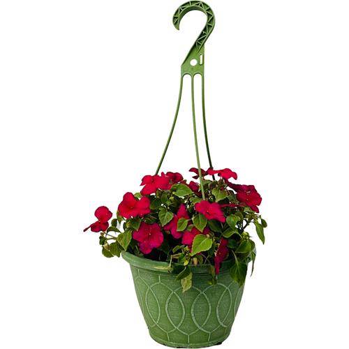 impatiens-walleriana-xtreme-violet-busy-lizzy