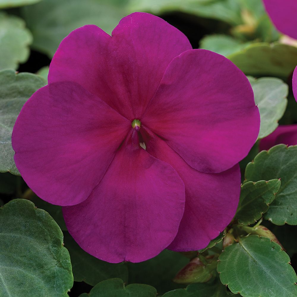 impatiens-walleriana-xtreme-violet-busy-lizzy