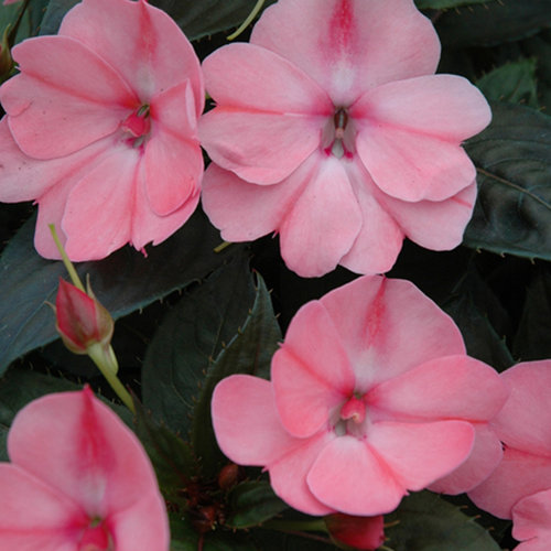 impatiens-x-hybrida-hort-sunpatiens-compact-blush-pink