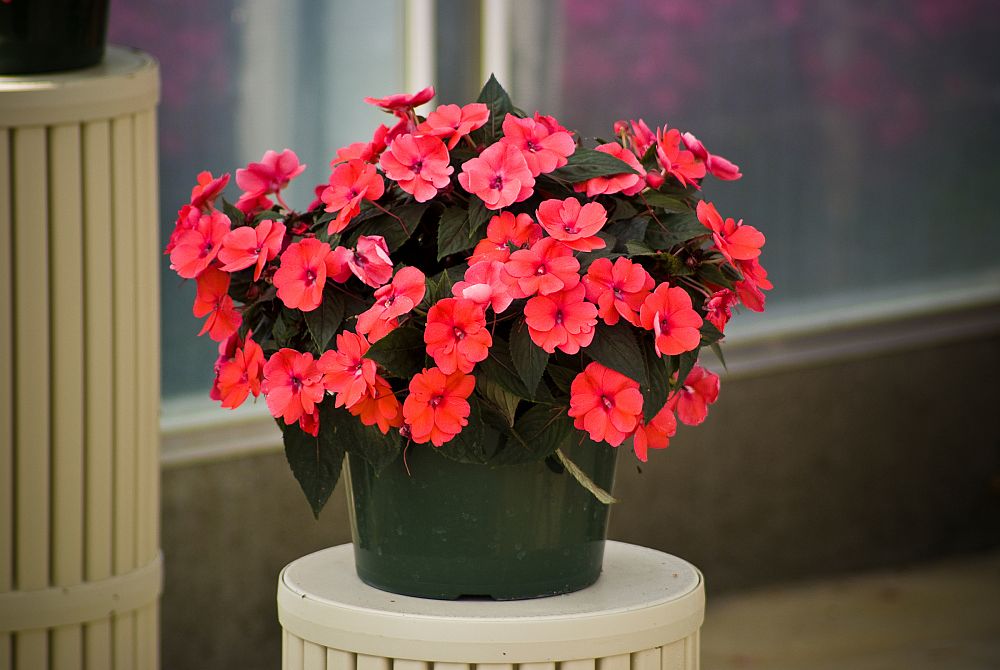 impatiens-x-hybrida-hort-sunpatiens-compact-deep-rose