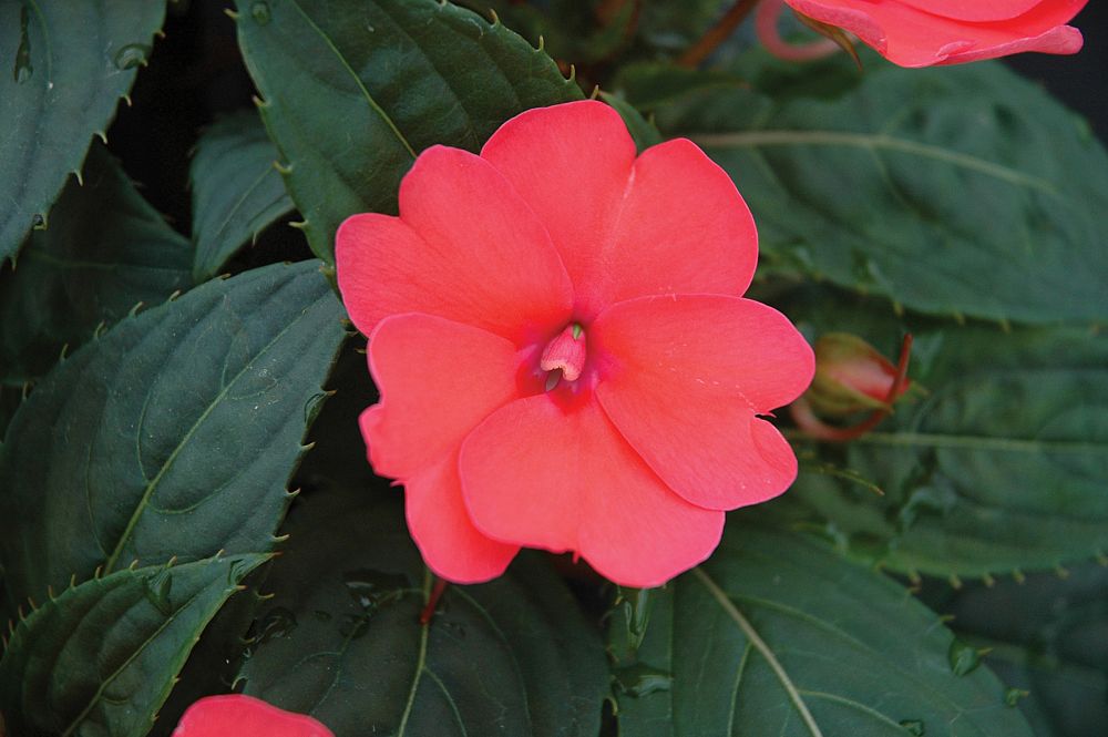 impatiens-x-hybrida-hort-sunpatiens-compact-deep-rose
