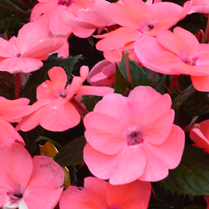 impatiens-x-hybrida-hort-sunpatiens-compact-deep-rose