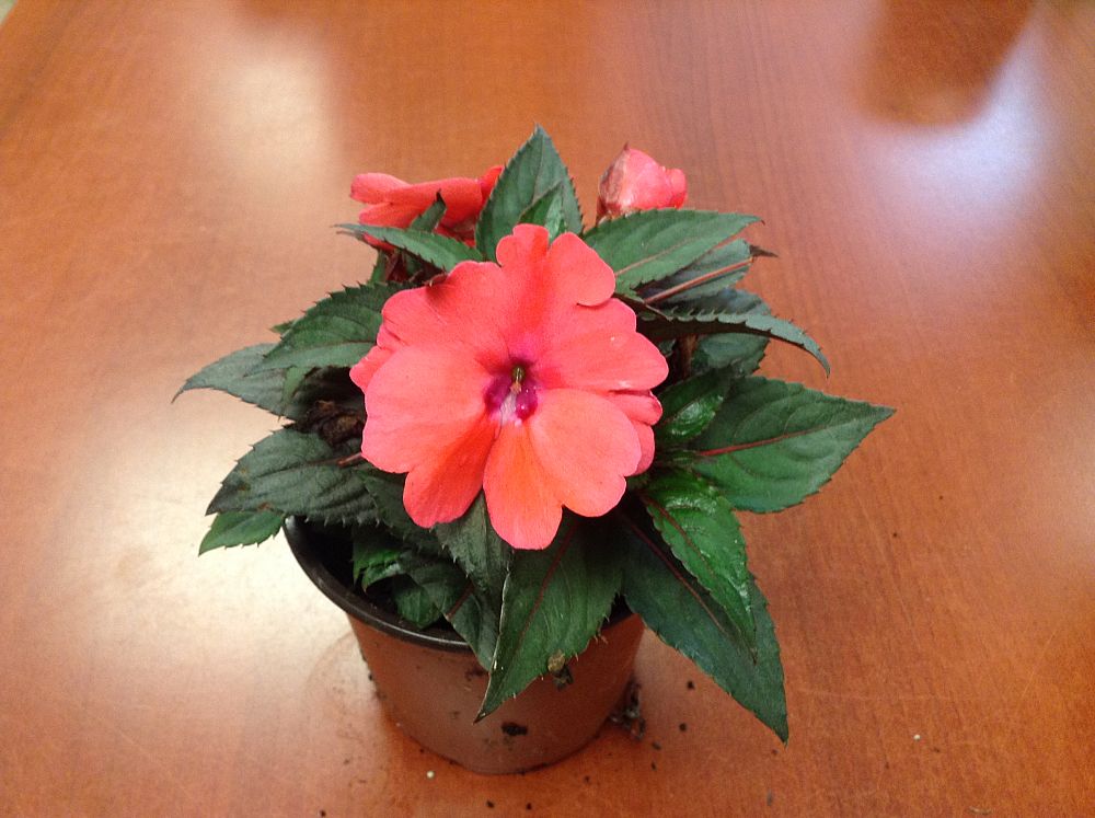 impatiens-x-hybrida-hort-sunpatiens-compact-deep-rose