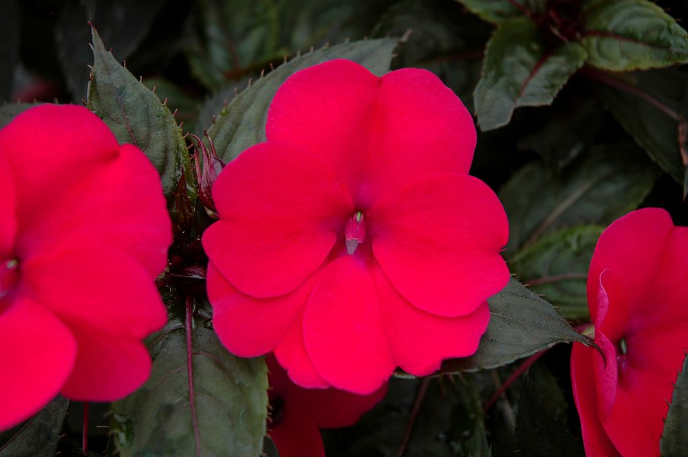 impatiens-x-hybrida-hort-sunpatiens-compact-deep-rose