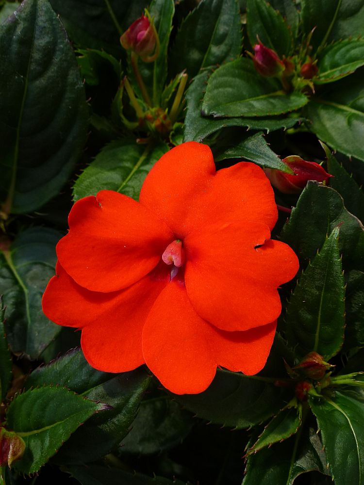 impatiens-x-hybrida-hort-sunpatiens-compact-electric-orange