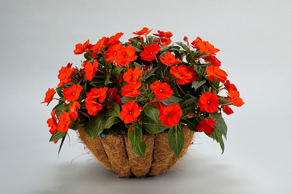 impatiens-x-hybrida-hort-sunpatiens-compact-electric-orange