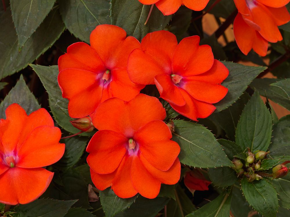 impatiens-x-hybrida-hort-sunpatiens-compact-electric-orange