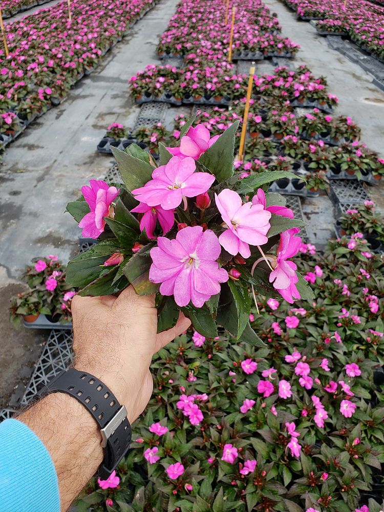 impatiens-x-hybrida-hort-sunpatiens-compact-lilac