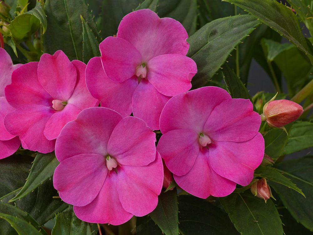 impatiens-x-hybrida-hort-sunpatiens-compact-lilac