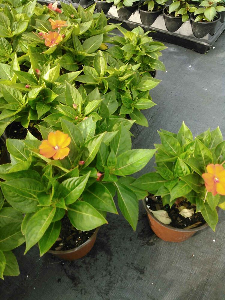 impatiens-x-hybrida-hort-sunpatiens-compact-orange