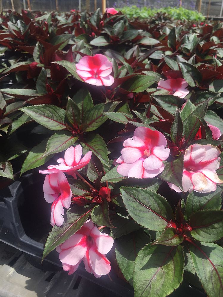 impatiens-x-hybrida-hort-sunpatiens-compact-pink-candy-impatiens-x-hybrida-sakimp046