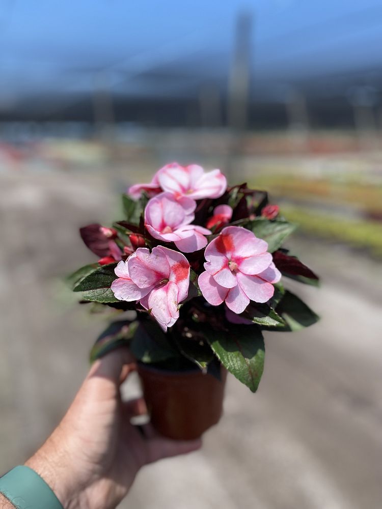 impatiens-x-hybrida-hort-sunpatiens-compact-pink-candy-impatiens-x-hybrida-sakimp046