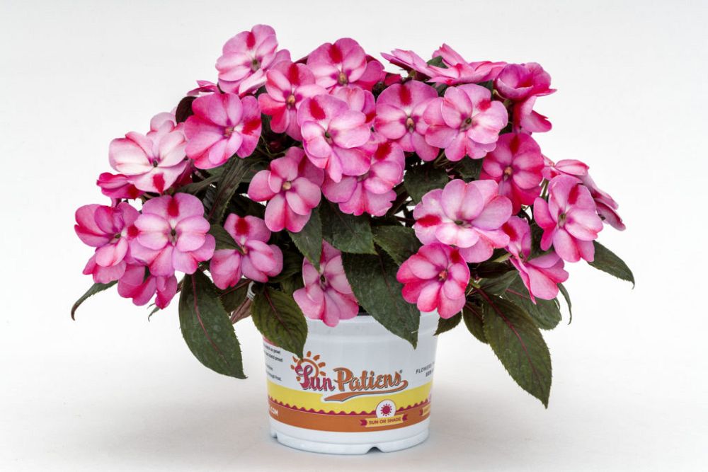 impatiens-x-hybrida-hort-sunpatiens-compact-pink-candy-impatiens-x-hybrida-sakimp046