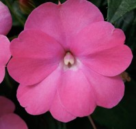 impatiens-x-hybrida-hort-sunpatiens-compact-pink