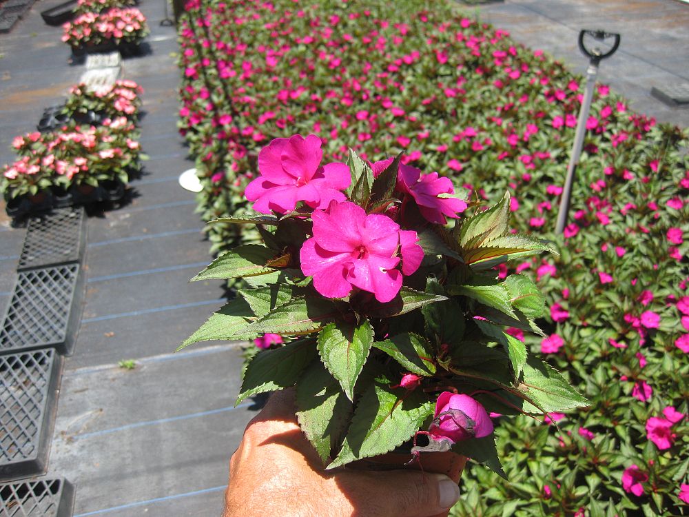 impatiens-x-hybrida-hort-sunpatiens-compact-purple