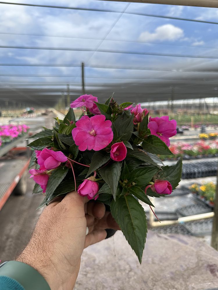 impatiens-x-hybrida-hort-sunpatiens-compact-purple