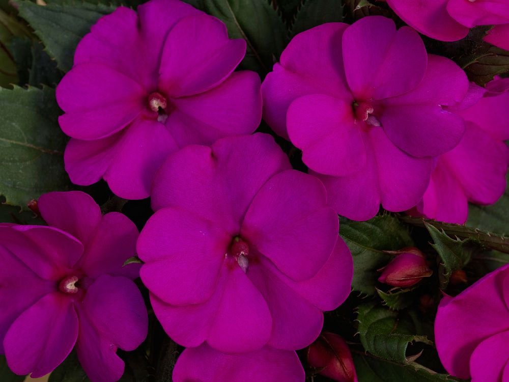 impatiens-x-hybrida-hort-sunpatiens-compact-purple
