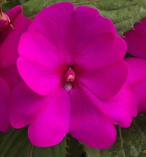 impatiens-x-hybrida-hort-sunpatiens-compact-purple