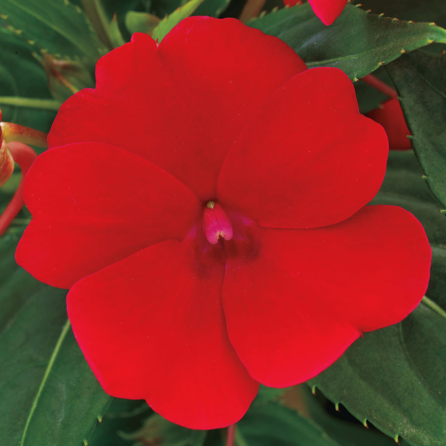 impatiens-x-hybrida-hort-sunpatiens-compact-red