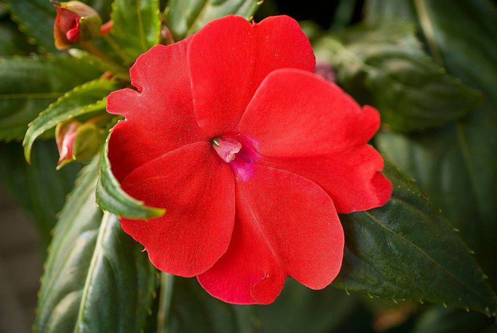impatiens-x-hybrida-hort-sunpatiens-compact-red