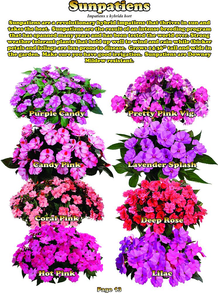 impatiens-x-hybrida-hort-sunpatiens-compact-series